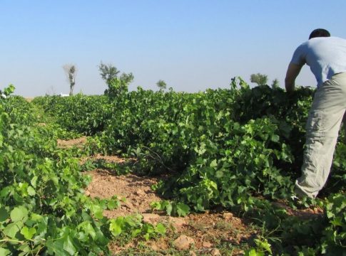 Agricultores españoles faltan trabajadores Agricultores españoles faltan trabajadores