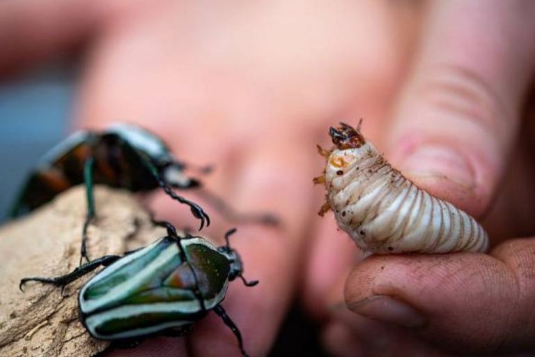 Los insectos sufren una extinción hasta ocho veces más rápida que otras especies