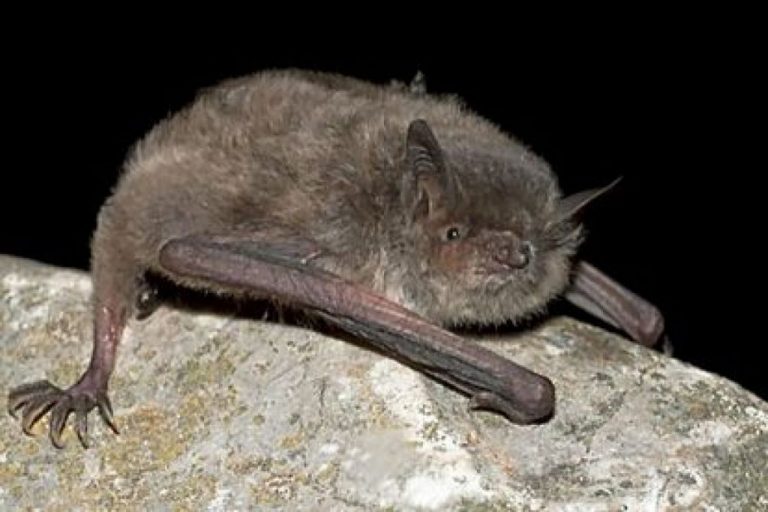 ANSE determina las áreas de alimentación del amenazado murciélago patudo