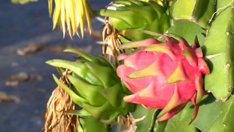 Frutas exóticas que no sabes que se cultivan en España