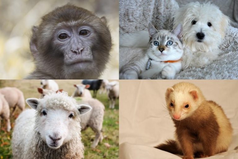 Docenas de mamíferos podrían ser susceptibles al virus del COVID-19