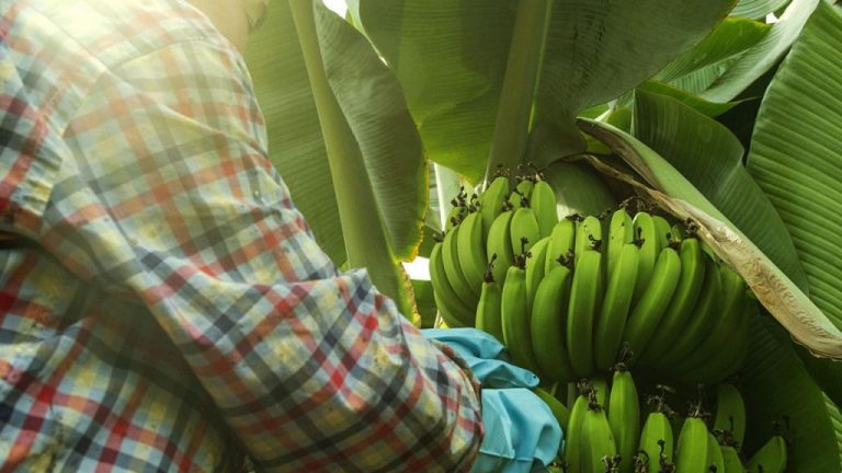 Plátano de Canarias: Si la UE recorta las ayudas a las RUP pondrá en peligro al sector