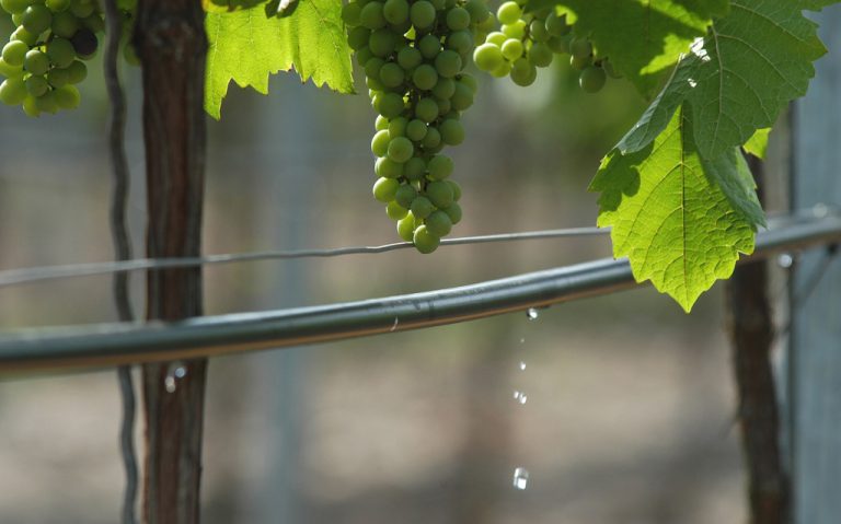 Los cultivos de regadío contribuyen a la lucha contra el cambio climático