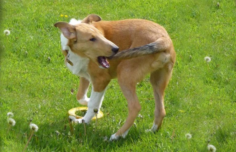 Cosas que hace tu perro y su significado