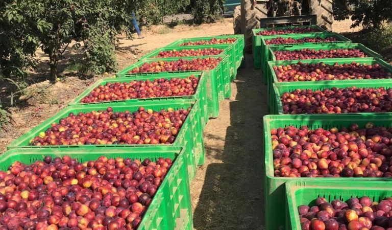 La exportación agroalimentaria española crece durante la pandemia