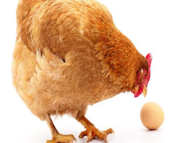 gallina huevo