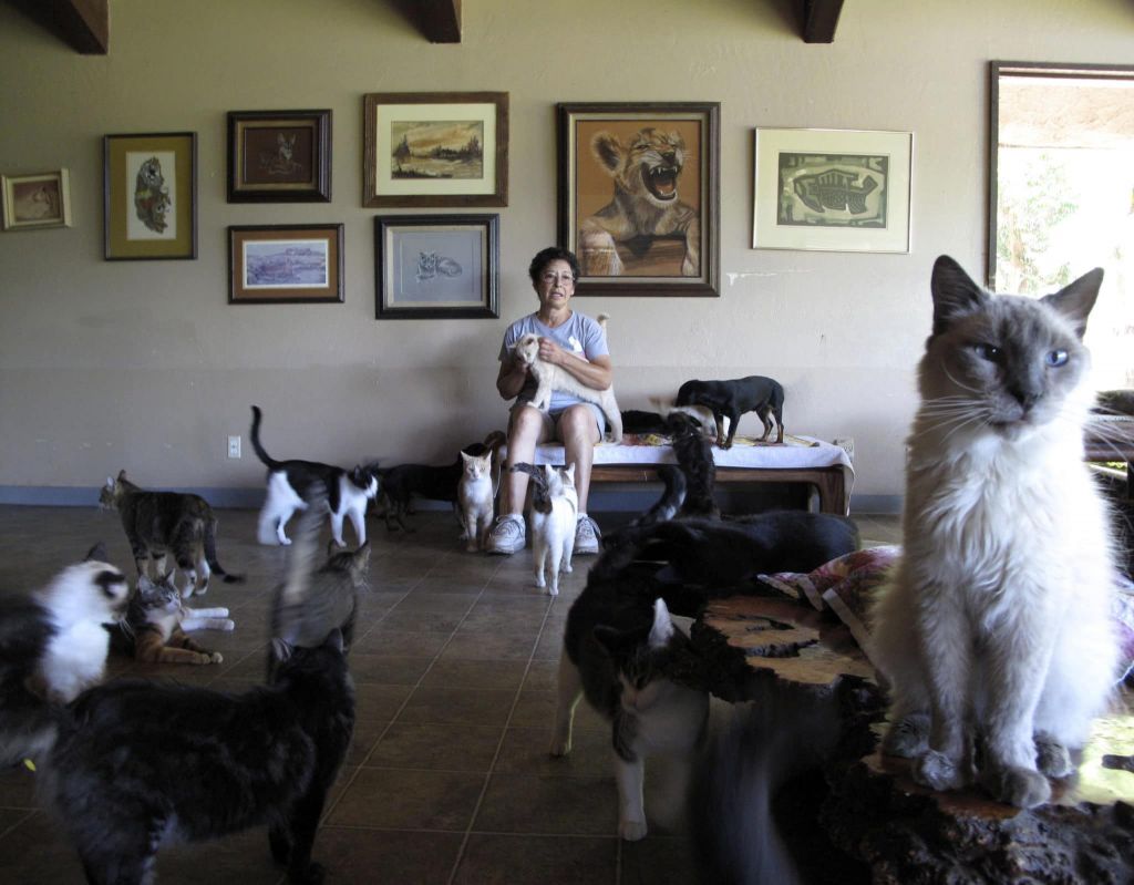gatos