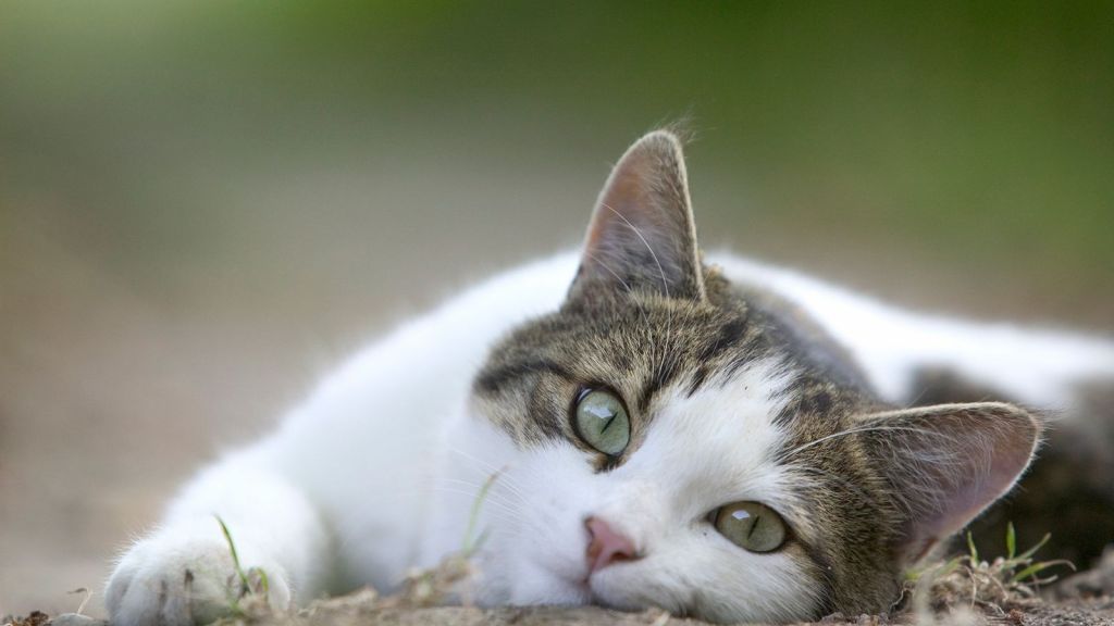 gatos