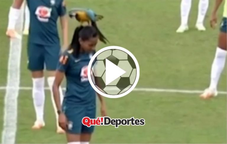 Lo más loco que hoy vas a ver: Loro baila sobre cabeza de futbolista!
