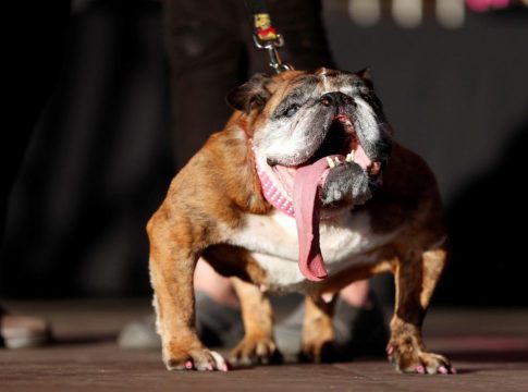 mascotas-portada
