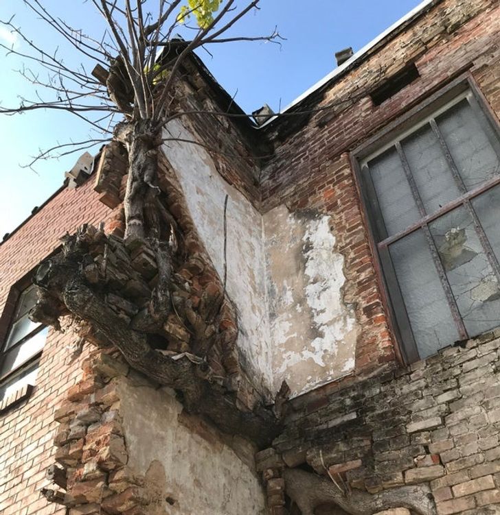 10 Fotos que demuestran que la naturaleza puede ser imparable