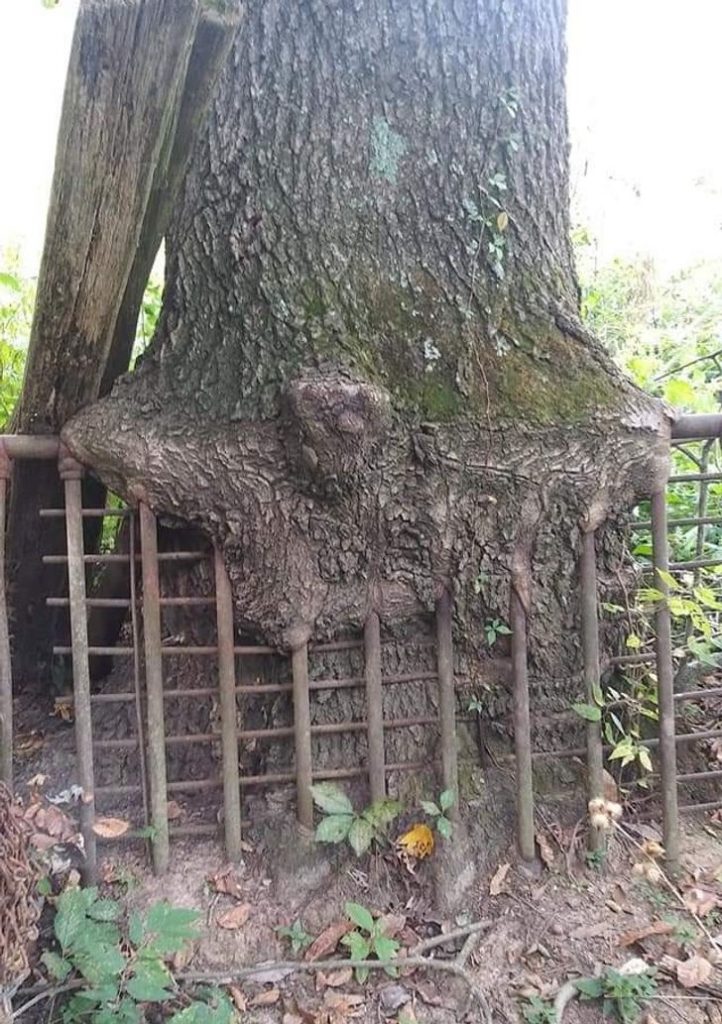 10 Fotos que demuestran que la naturaleza puede ser imparable