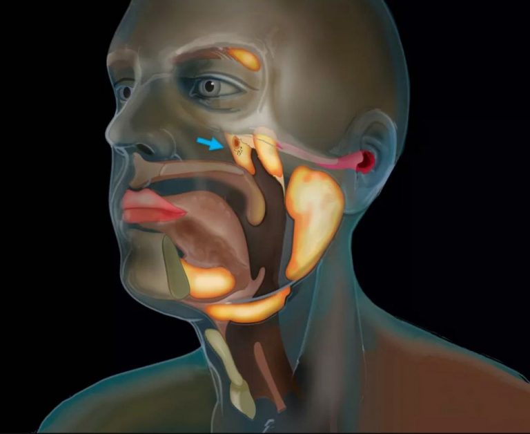 Este es el órgano recién descubierto por casualidad entre la boca y la nariz