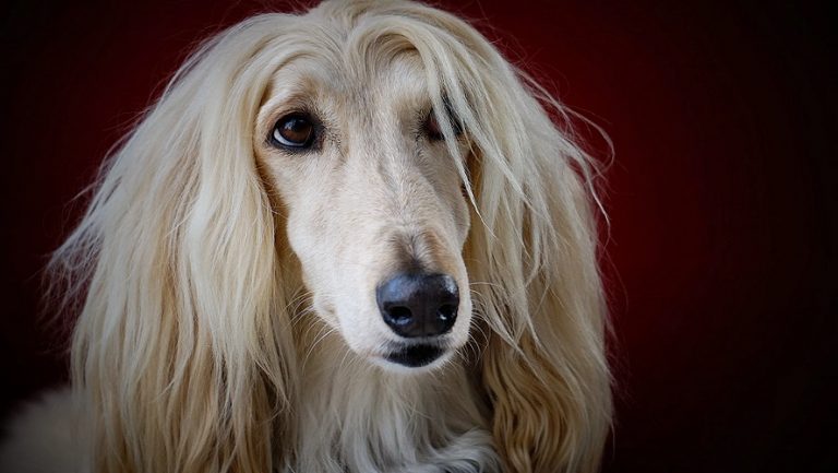Razas de perros bonitas que seguro encuentras adorables