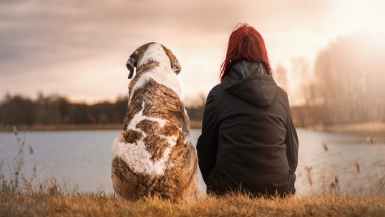 Un estudio revela que los vídeos de animales reducen nuestro estrés
