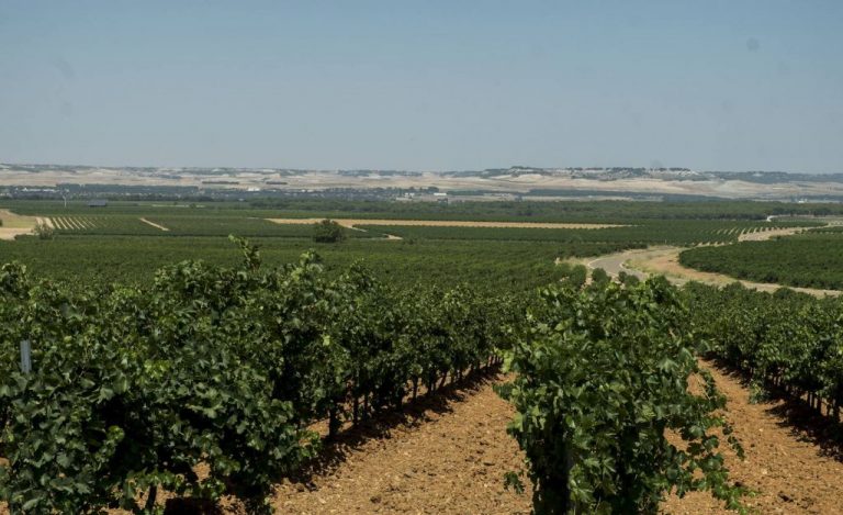 Finaliza la vendimia en la DO Rueda con 112.765.436 kilos