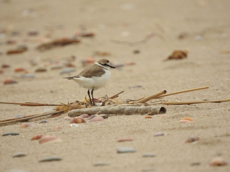 SEO/BirdLife pone en marcha un proyecto para el estudio de aves en el área afectada por el incendio de Doñana