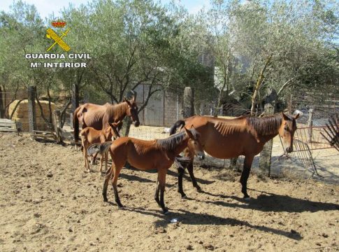 Descubiertos 28 caballos desnutridos y en abandono en una finca sevillana Descubiertos 28 caballos desnutridos y en abandono en una finca sevillana