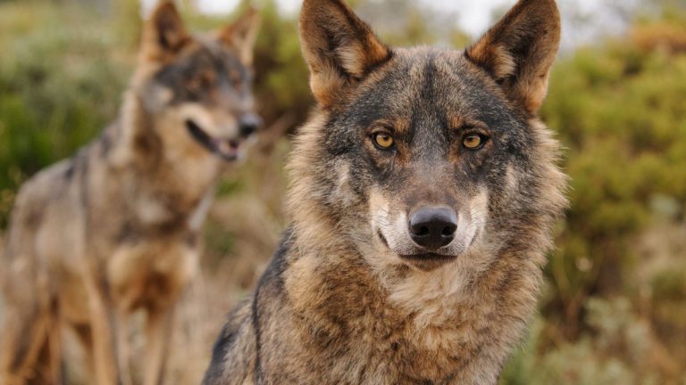 Tribunal Supremo determina que el lobo es especie protegida también en Cantabria
