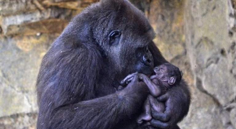Las instalaciones de Bioparc Fuengirola acogen el primer nacimiento de un gorila en Andalucía
