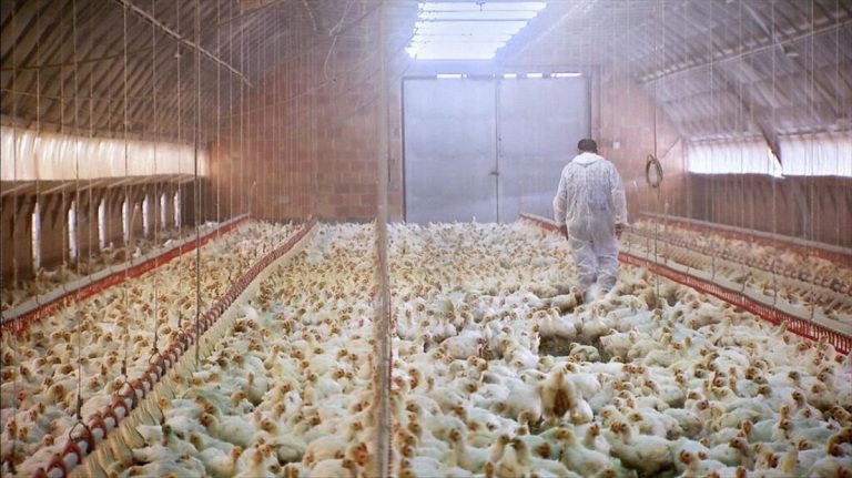 Muere un millar de gallinas en el incendio de una nave avícola