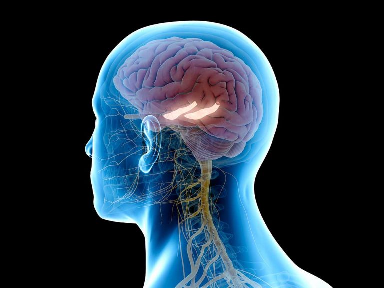 Estudio sobre el hipocampo consigue descifrar la organización de sus conexiones neuronales