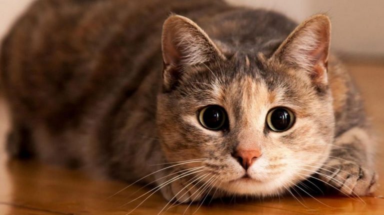 Los gatos pueden ser portadores asintomáticos