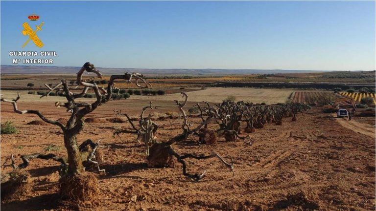 SEPRONA localiza en Cosuenda 48 olivos extraídos sin permiso para su comercialización