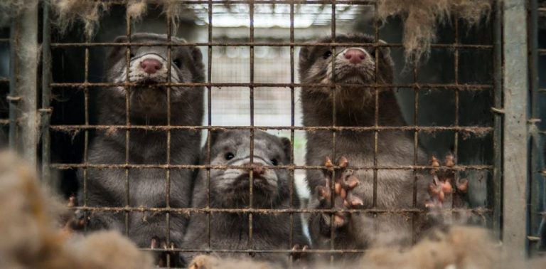 WWF pide el cierre de granjas de visones por ser una especie invasora que agrava  contagios de COVID-19