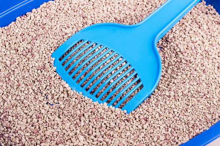 Cómo enseñar a tu gato a usar el arenero 3 Mantenimiento del arenero de tu gato