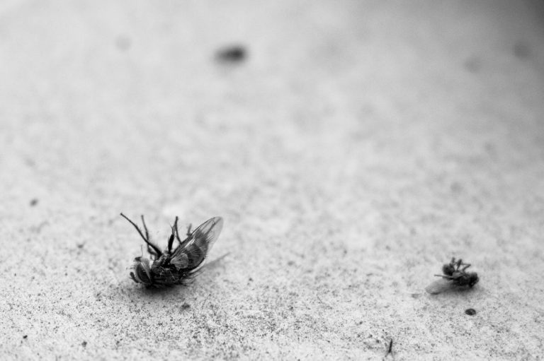 Cómo acabar con las moscas que te incordian en casa