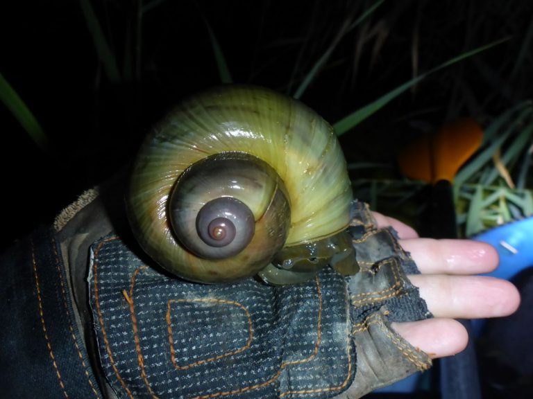 Una investigación pone el cerco a las especies invasoras que Europa necesita erradicar