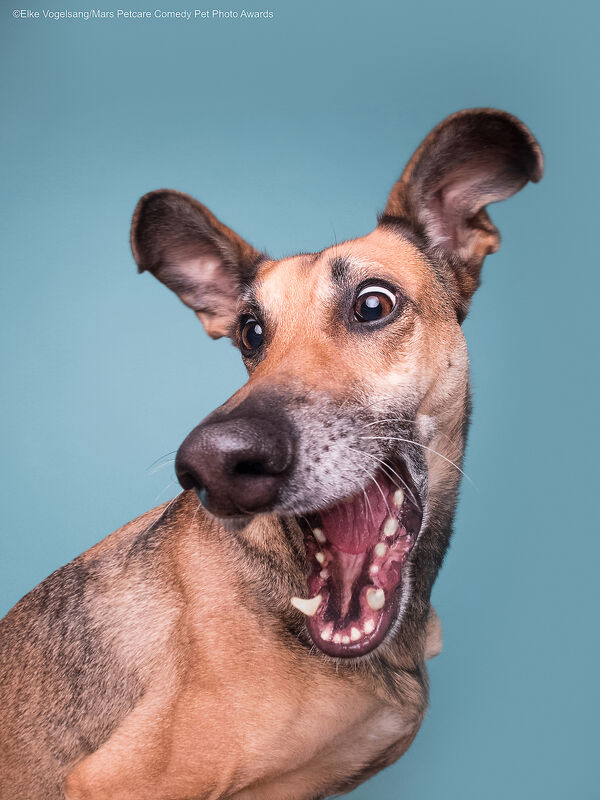 Mars Petcare Comedy Pet Photography Awards 2020: estos son los perros y gatos más graciosos