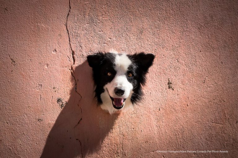 Mars Petcare Comedy Pet Photography Awards 2020: estos son los perros y gatos más graciosos
