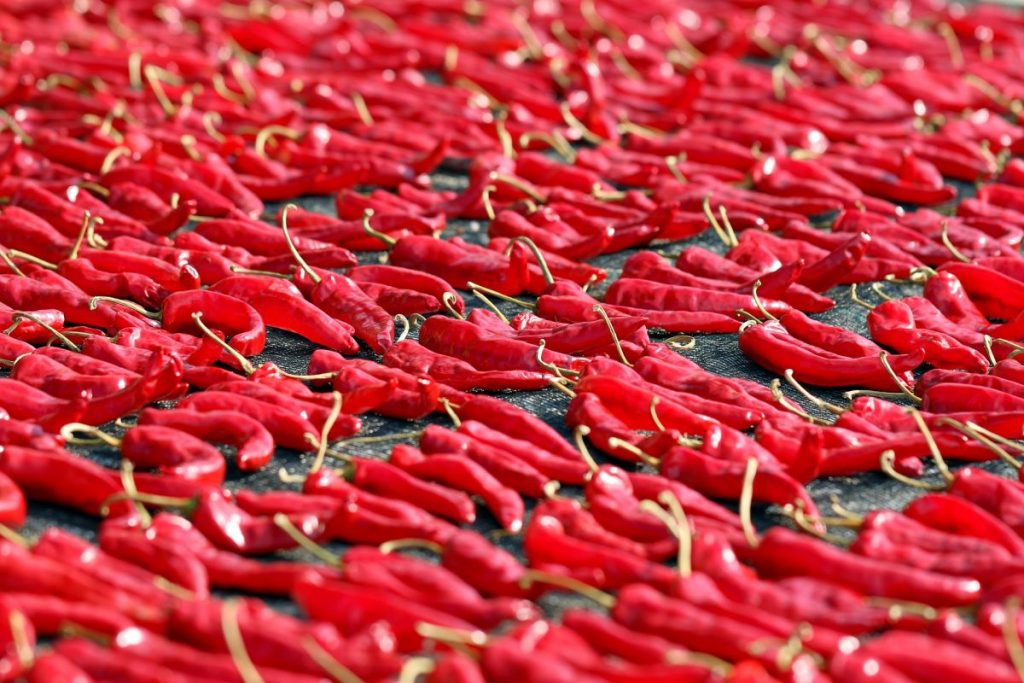 Cómo secar pimientos rojos 1 Pimiento al sol