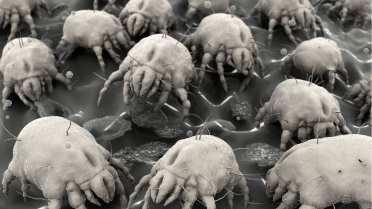 Una nueva tecnología mantiene la casa libre de polvo y ácaros