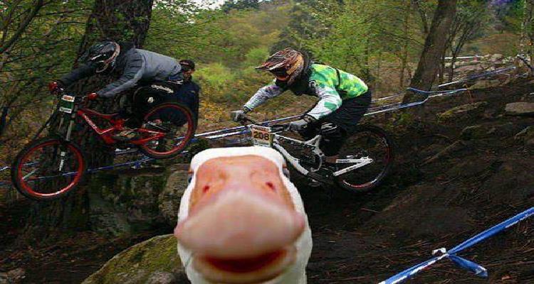 animales que se han colado en fotos que te harán reír