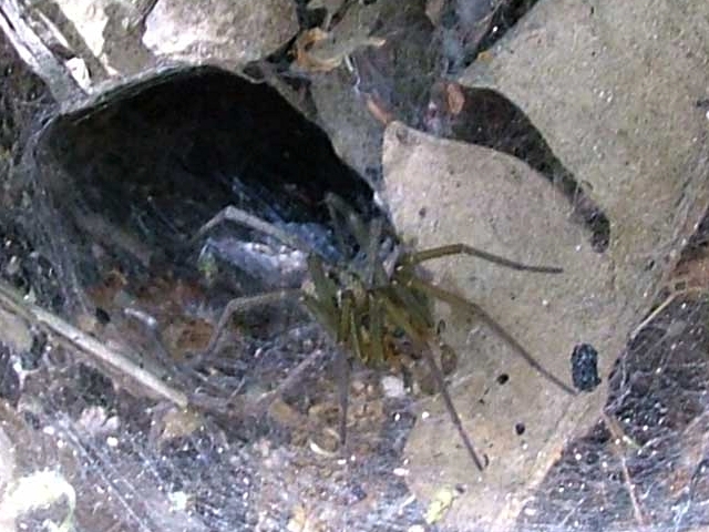 Los animales que dan miedo a todo el mundo