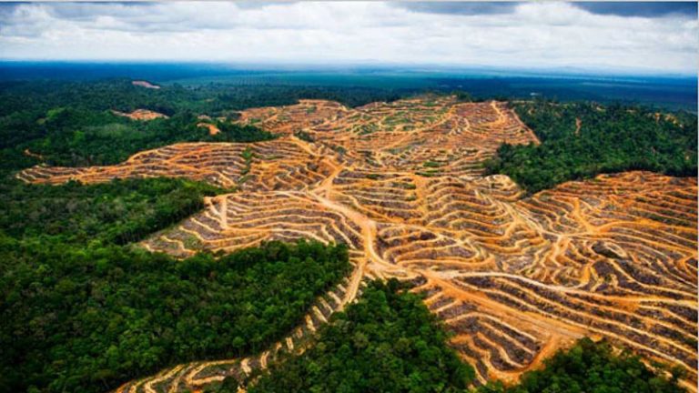 Qué es la deforestación