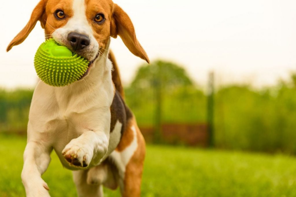 El ejercicio es importante para combatir el sobrepeso en mascotas