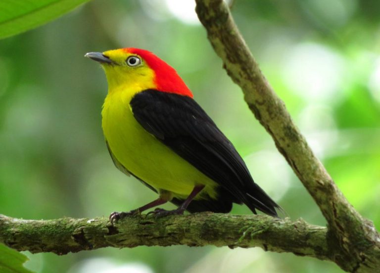 SEO/BirdLife evidencia que las medidas de la PAC no contribuyen a mitigar el cambio climático