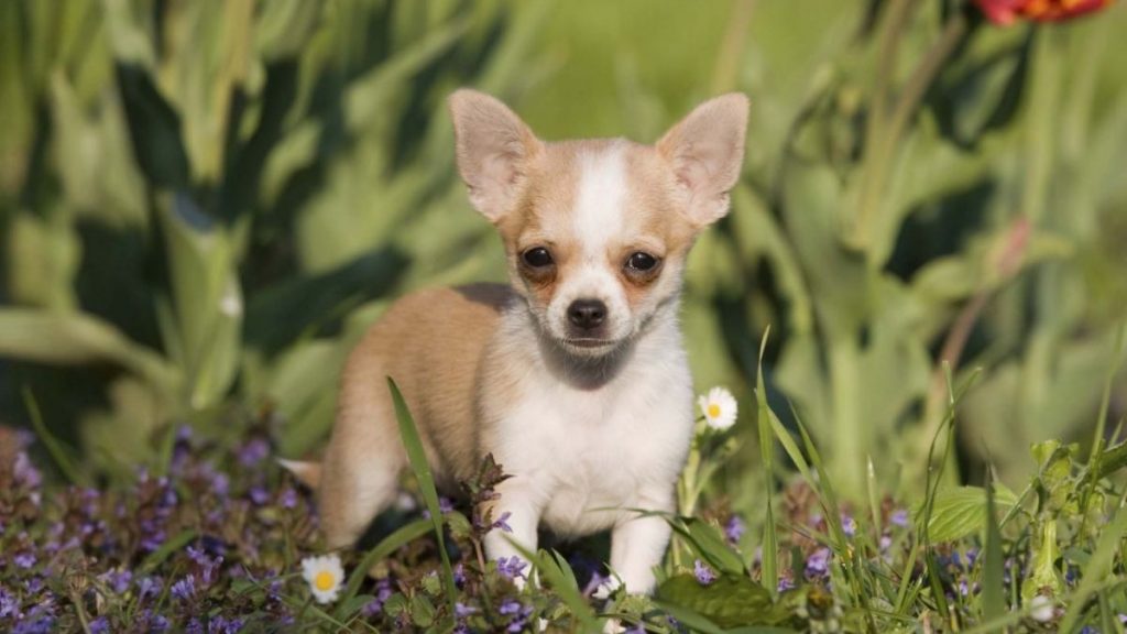 10 razas de perros perfectas para hogares pequeños 5 chihuahua portada