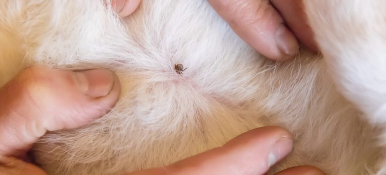 El truco para quitarle una garrapata a tu perro