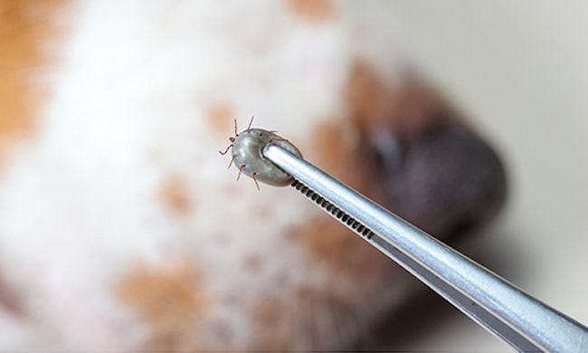 El truco para quitarle una garrapata a tu perro 1 Cómo se debe quitar una garrapata