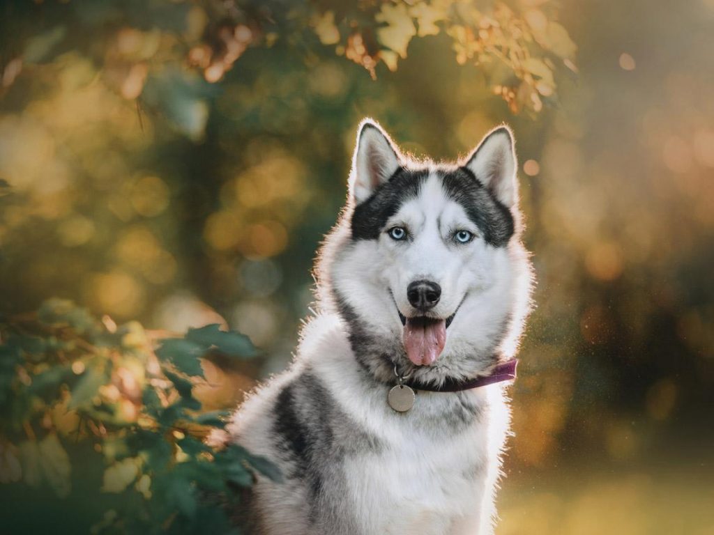 Husky siberiano