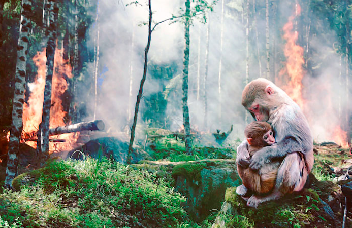 deforestación del habitat