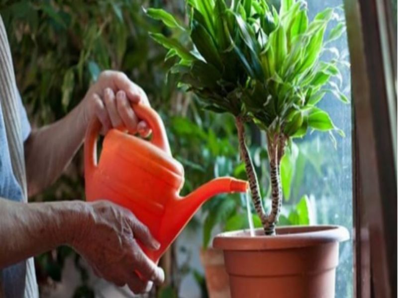 Cómo hacer jabón potásico en casa para desinfectar a fondo 21 jabon potasico