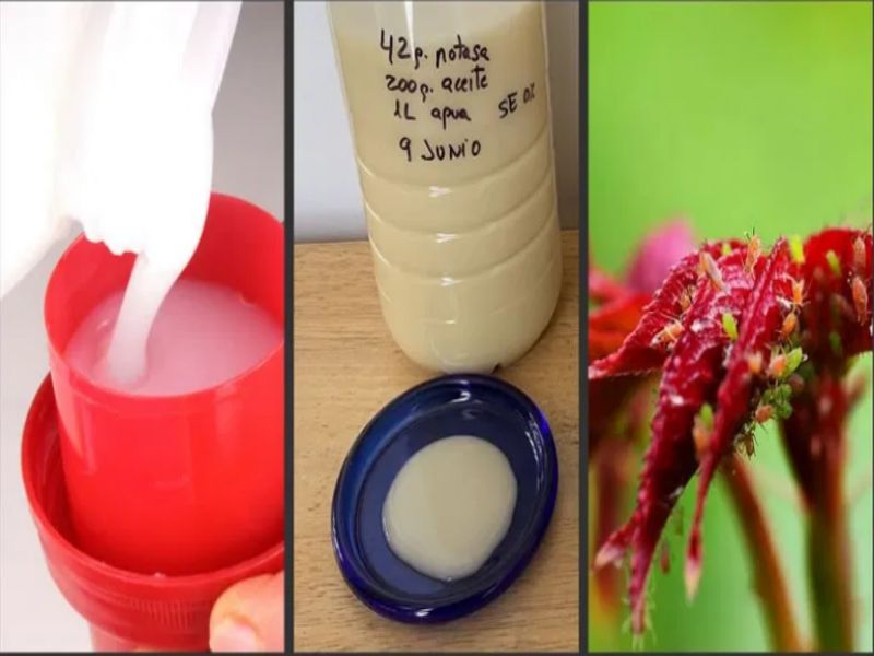 Cómo hacer jabón potásico en casa para desinfectar a fondo 23 ingredientes