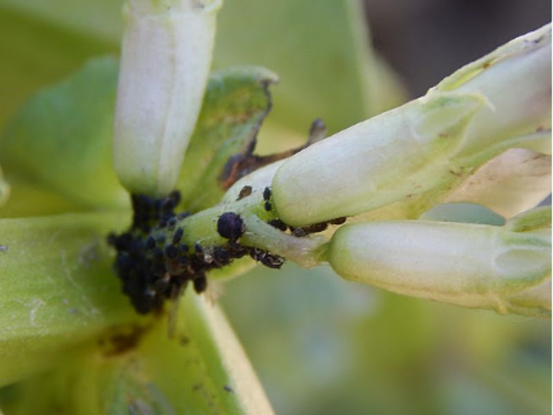 Cómo hacer jabón potásico en casa para desinfectar a fondo 24 jabon potasico2 1
