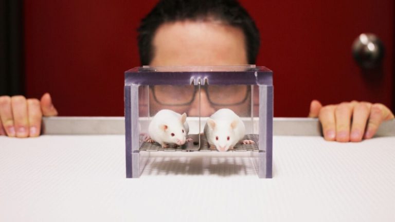 Investigadores avanzan en un modelo para retardar la leucemia linfoblástica aguda